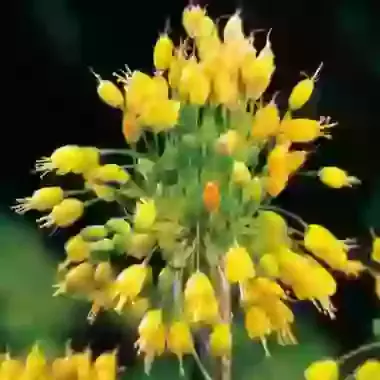 Flavum